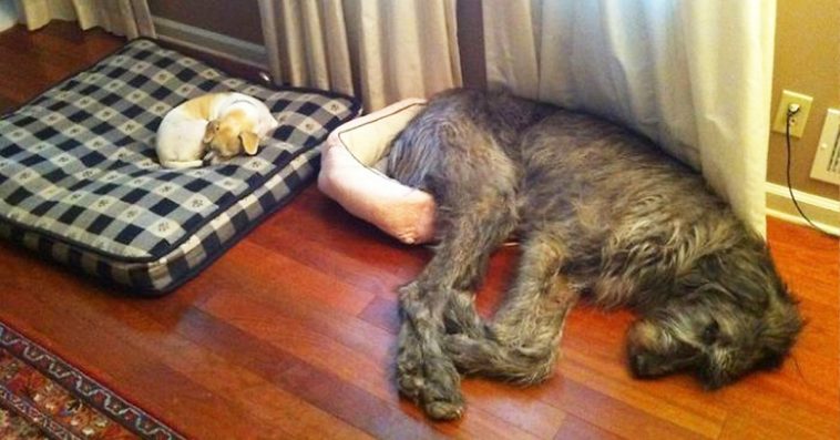 irish wolfhound and cats