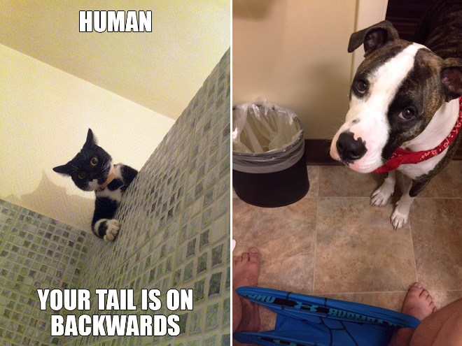 26 Pets Who Couldn't Care Less About Your Privacy, Especially The Last One.