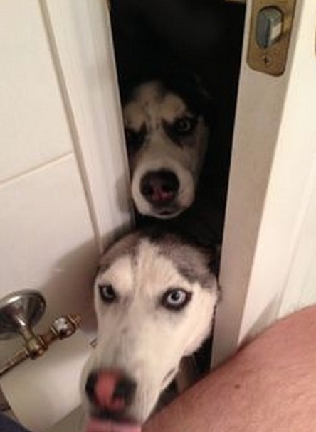 26 Pets Who Couldn't Care Less About Your Privacy, Especially The Last One.