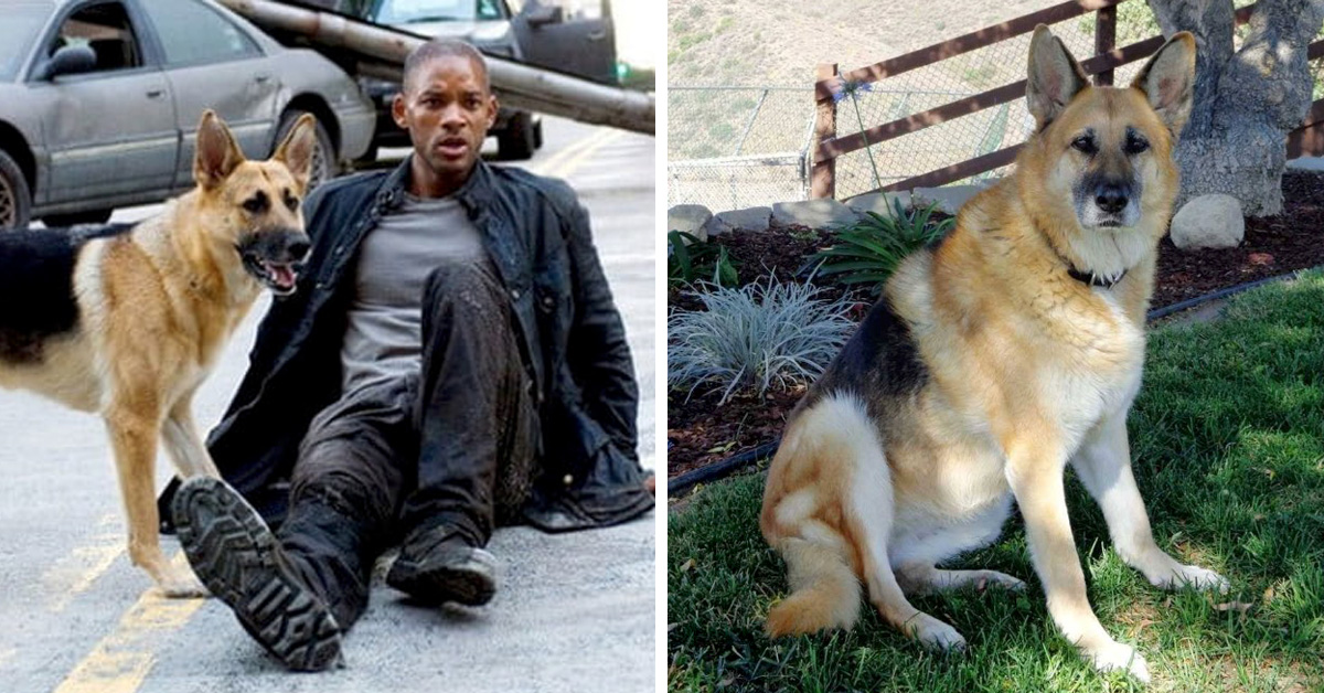 Do You Remember Abbey The Dog From I Am Legend She Is Now 13 And Still A Good Girl