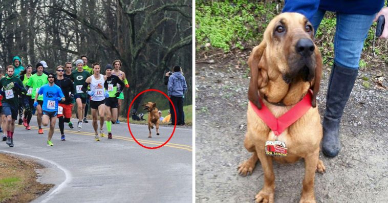 can a dog run a marathon