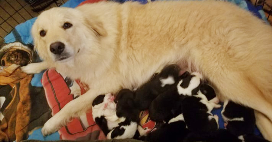 Dog Mom Is Depressed When 7 Puppies Die In Barn Fire Recovers Only When They Show Her A Litter Of Orphans
