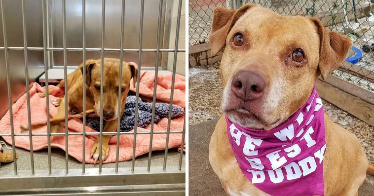 Lost Pit Bull Waited Years For Her Family To Pick Her Up From The Shelter,  But They Never Came