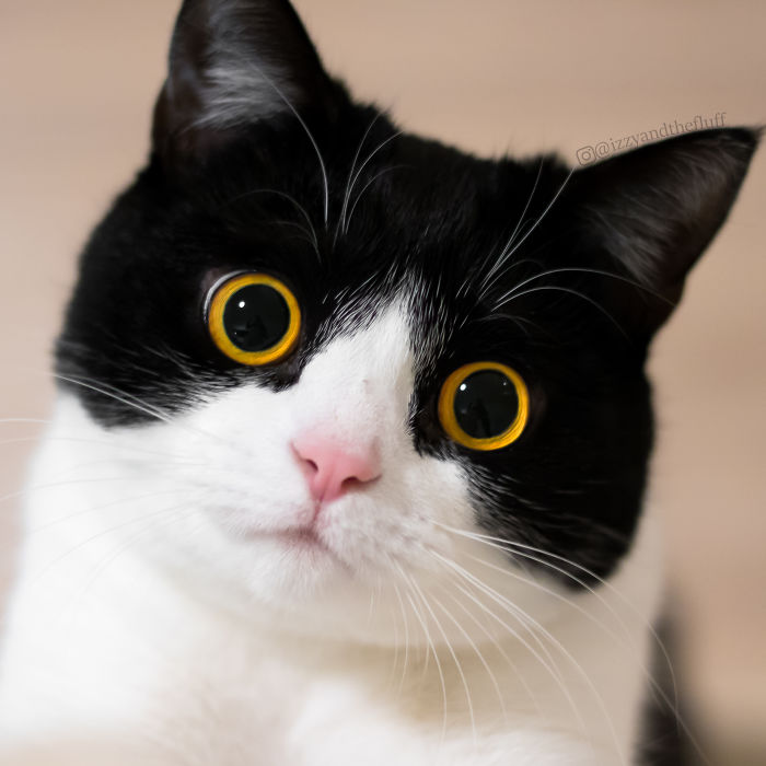 Meet Izzy, The Cat With The Funniest Facial Expressions That's Going