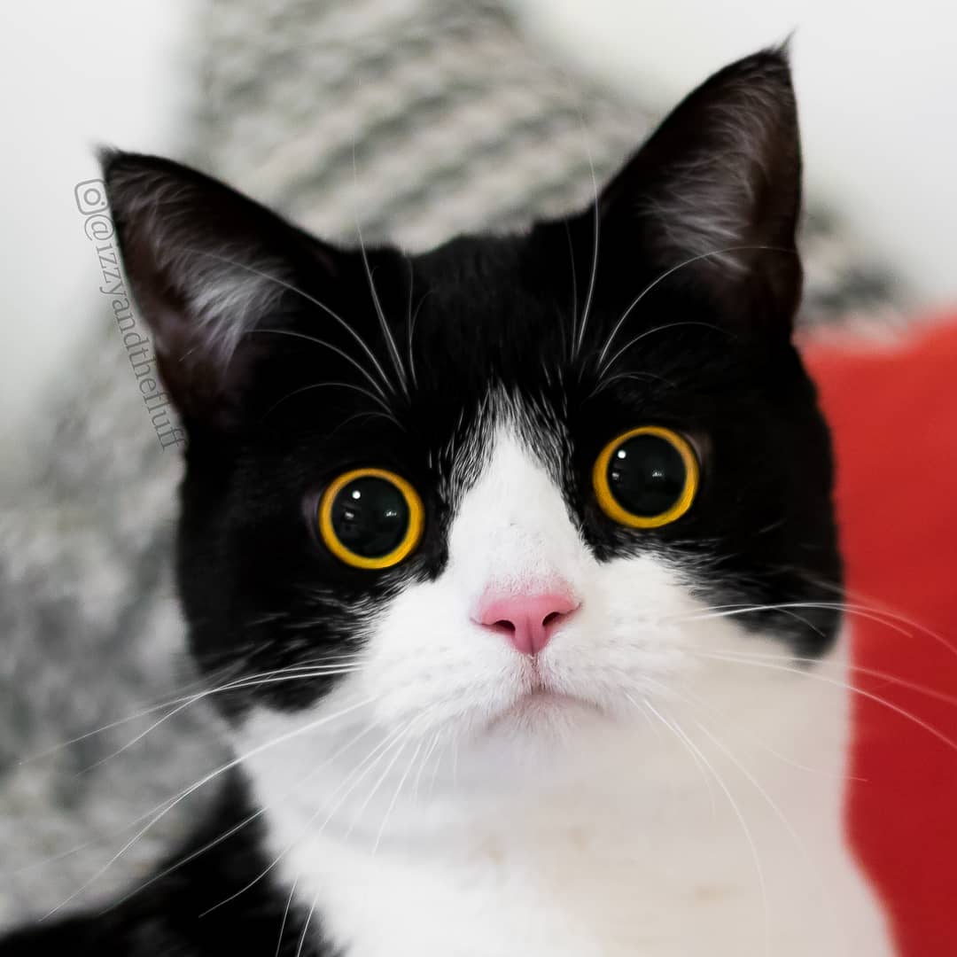 Meet Izzy, The Cat With The Funniest Facial Expressions That's Going