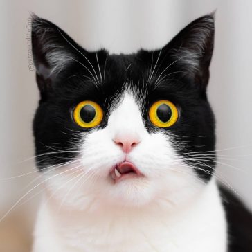 Meet Izzy, The Cat With The Funniest Facial Expressions That's Going ...