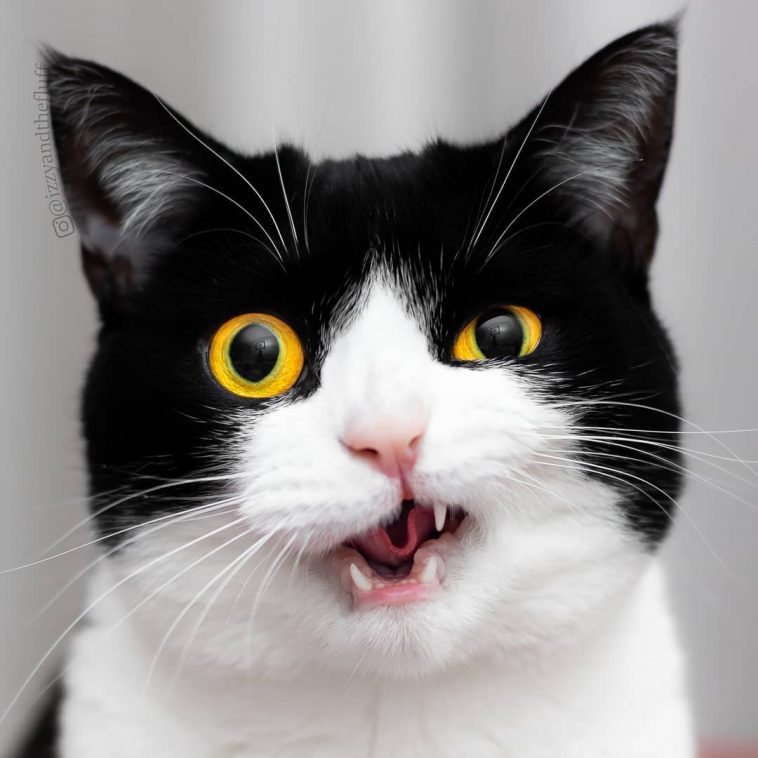 Meet Izzy, The Cat With The Funniest Facial Expressions That's Going ...