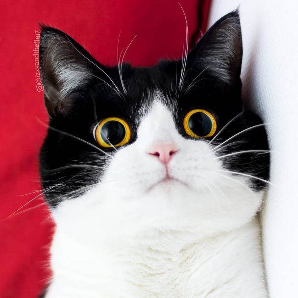 Meet Izzy, The Cat With The Funniest Facial Expressions That's Going ...