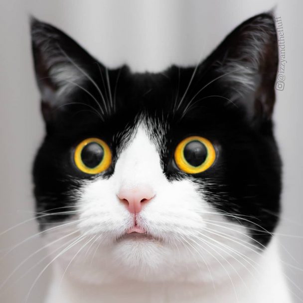 Meet Izzy, The Cat With The Funniest Facial Expressions That's Going ...