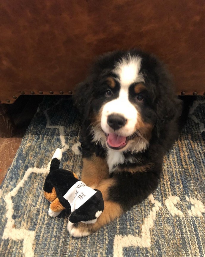 Meet Kitty, The Bernese Dog Who Lives In A Hotel And Snuggles With All ...