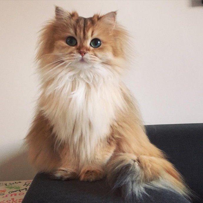Meet Smoothie, The Most Photogenic Cat In The World Who's Too Purrfect ...