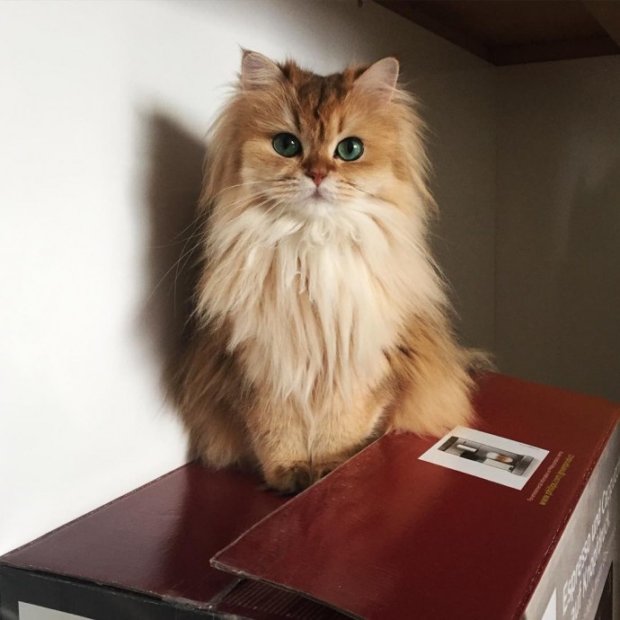 Meet Smoothie The Most Photogenic Cat In The World Who S Too Purrfect To Be True Page 2 Of 4