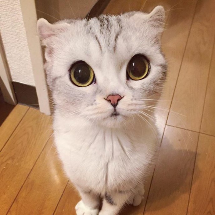 cute kitten big eyes