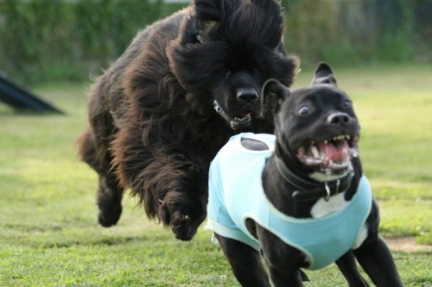 20-huge-newfoundlands-that-have-no-idea-how-big-they-are