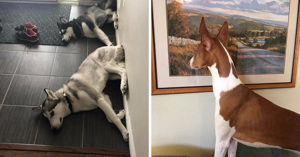 28 Funny Photos Of Dogs Who Forgot How To Dog