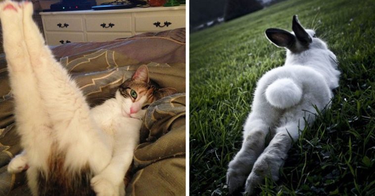 23 Funny Animals Posing For The Camera Like Pin-Ups