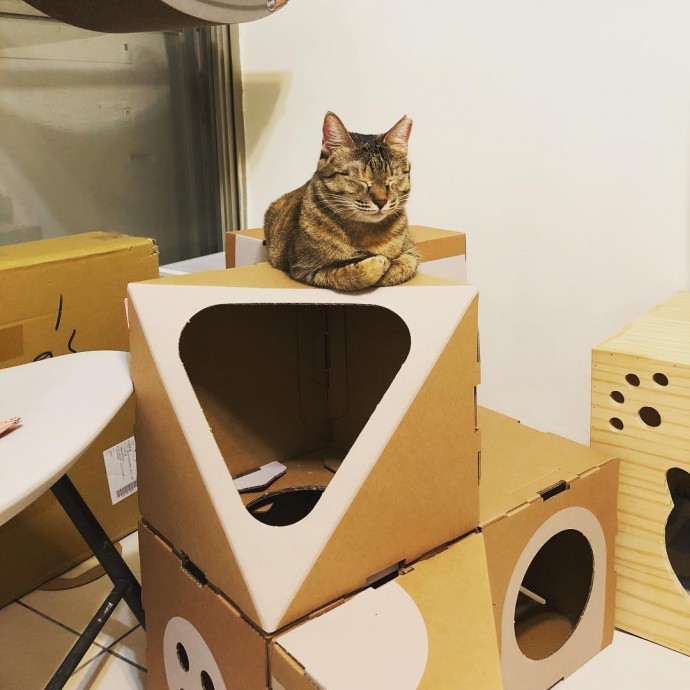 Designer Created Modular Cardboard Boxes For Cats, And Our Furry