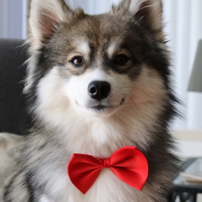 Meet Norman, The Adorable Pomeranian-Husky Mix The Internet Has Fallen