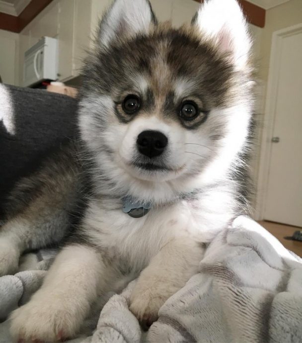 Meet Norman, The Adorable Pomeranian-Husky Mix The Internet Has Fallen ...