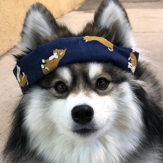 Meet Norman, The Adorable Pomeranian-Husky Mix The Internet Has Fallen