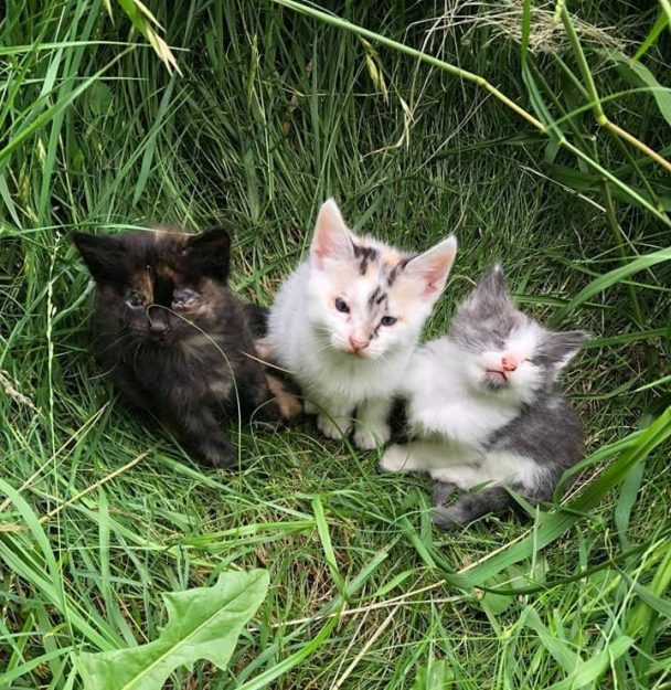 Stray Cat Approaches Rescuers And Leads Them To Her 3 Kittens In Need ...