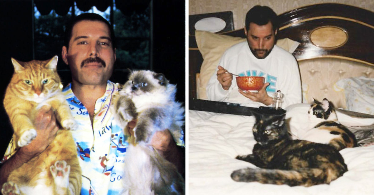 16 Rare Photos Of Freddie Mercury And His Cats Show That He Loved Them