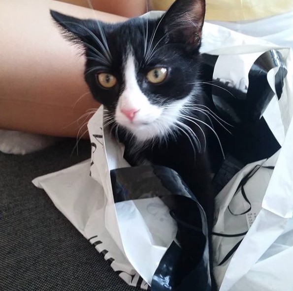 Tuxedo Cat's Coat Changes Color Day After Day Due To A Rare Condition