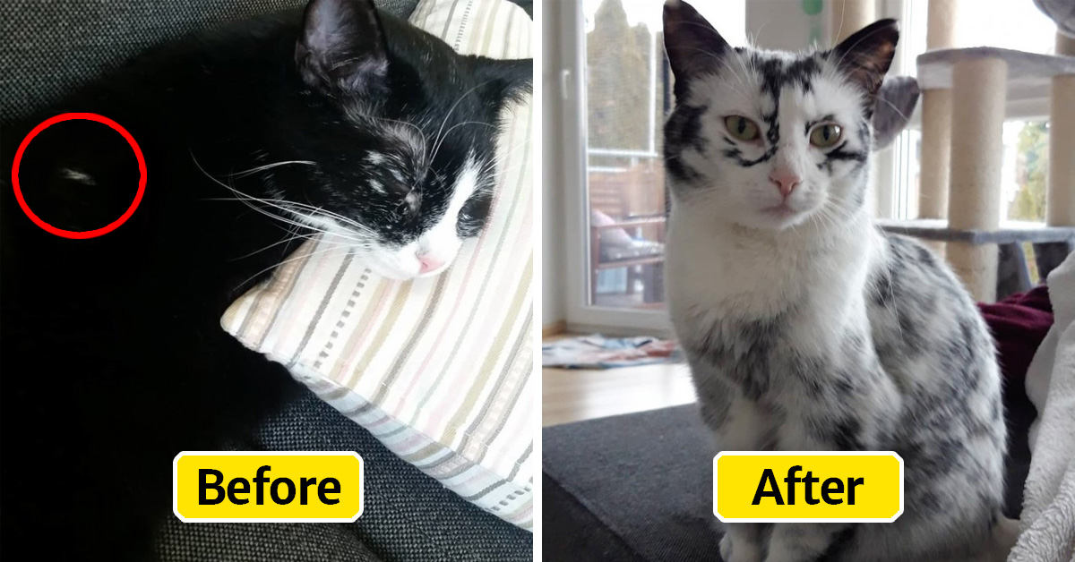tuxedo cat's coat changes color day after day due to a rare
