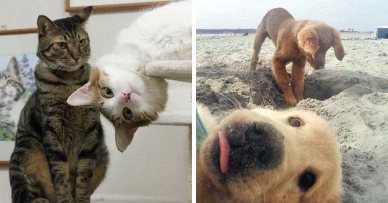 24 Of The Funniest Animal Photobombs That Ever Happened (New Pics)