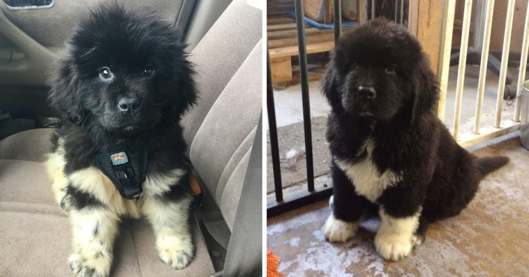 30 Cute Newfoundland Puppies That Are Actually Giants In The Making