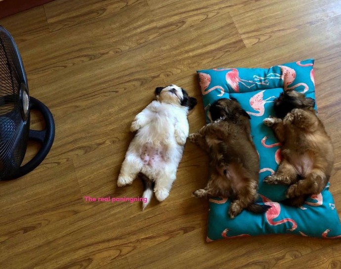 https://justsomething.co/wp-content/uploads/2019/05/meet-paningning-the-puppy-that-sleeps-in-hilarious-positions-that-s-going-viral-on-instagram-08.jpg