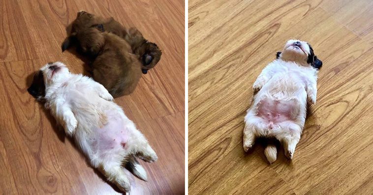 Meet Paningning, The Puppy Sleeping In Hilarious Positions