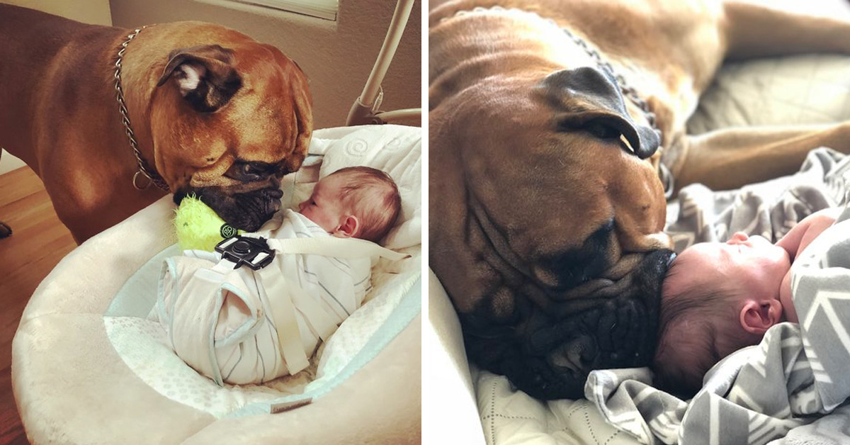 Dog Comforts His Little Human Brother By Bringing Him His Favorite Toy  Every Time He Cries