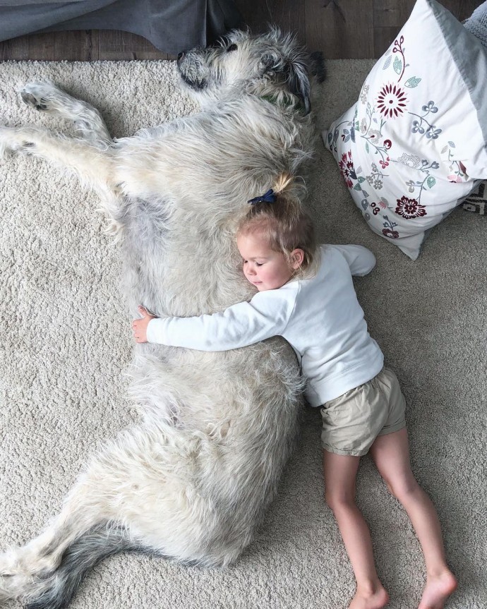 funny irish wolfhound pictures