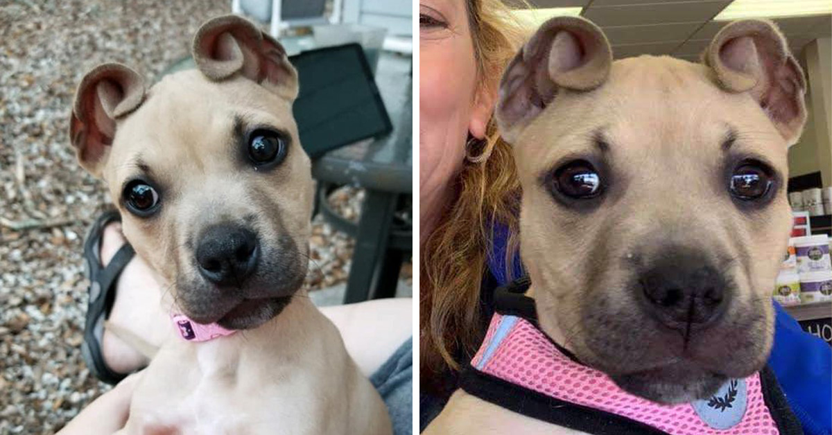 Meet Cinnamon, The Puppy With Adorable 'Cinnamon Roll' Ears