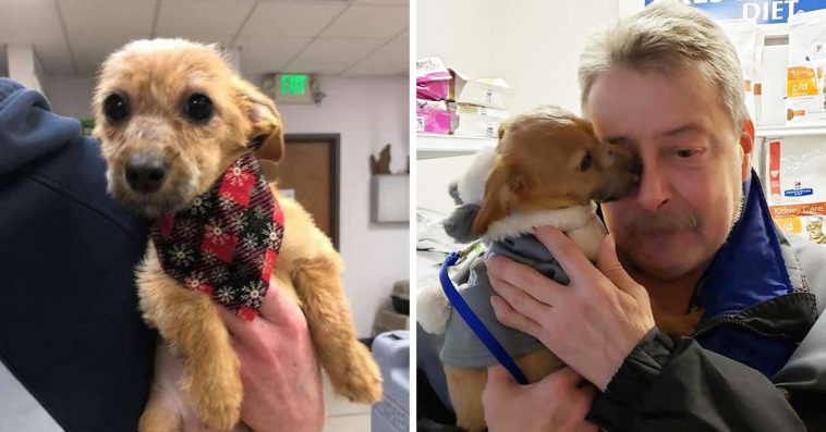 Puppy Thrown Off A Bridge With Mouth Taped Shut Survives And Thanks The Man Who Saved Him