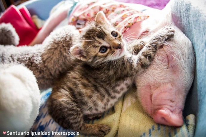 rescue piglet and kitten become best friends and their photos are just adorable 01