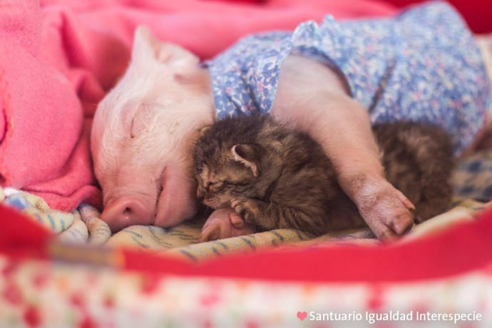 rescue piglet and kitten become best friends and their photos are just adorable 02