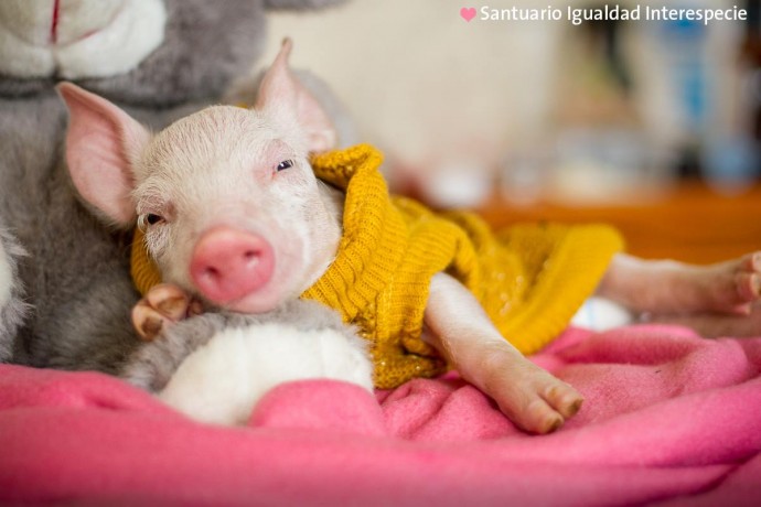 rescue piglet and kitten become best friends and their photos are just adorable 04