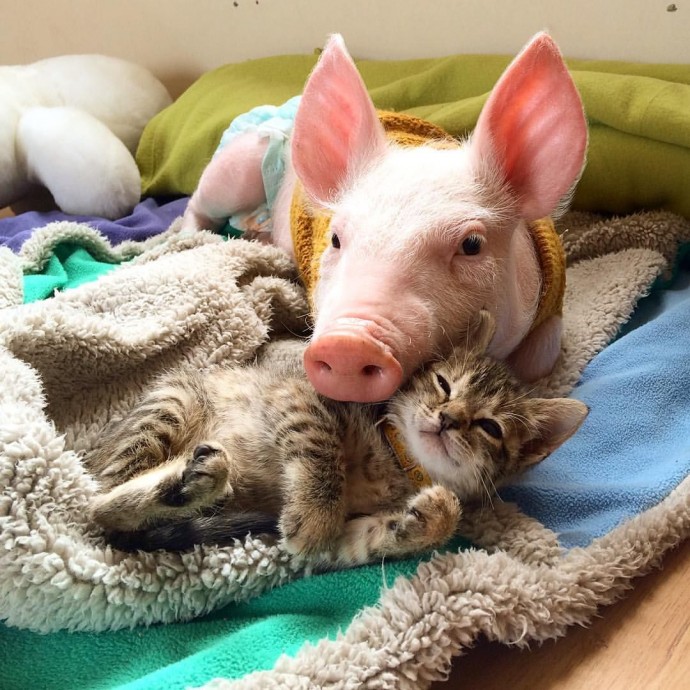 rescue piglet and kitten become best friends and their photos are just adorable 06