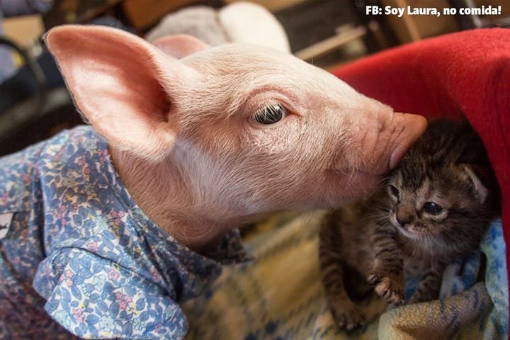 rescue piglet and kitten become best friends and their photos are just adorable 07