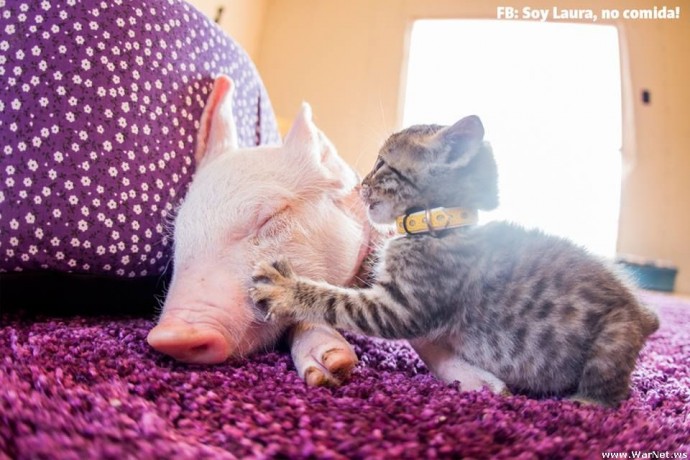rescue piglet and kitten become best friends and their photos are just adorable 09