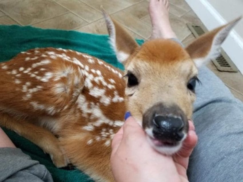 Woman Leaves Back Door Open During Storm And Finds 3 Baby Deer In Her  Living Room
