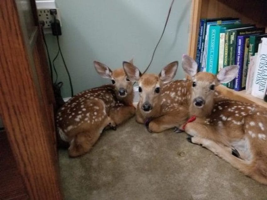 Woman Leaves Back Door Open During Storm And Finds 3 Baby Deer In Her Living Room