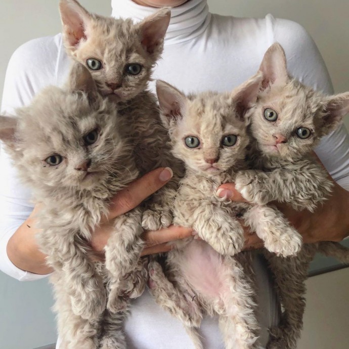 curly kittens for sale