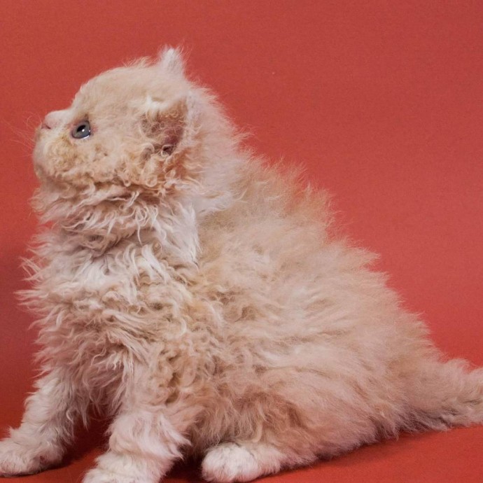 Curly Haired Cats Are Going Viral On Instagram, And Cat Lovers Can't