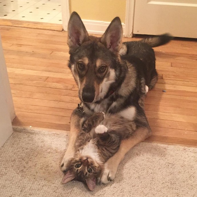 Lonely Husky Picks Her Own Kitten To Take Home From Shelter And They Become Best Friends