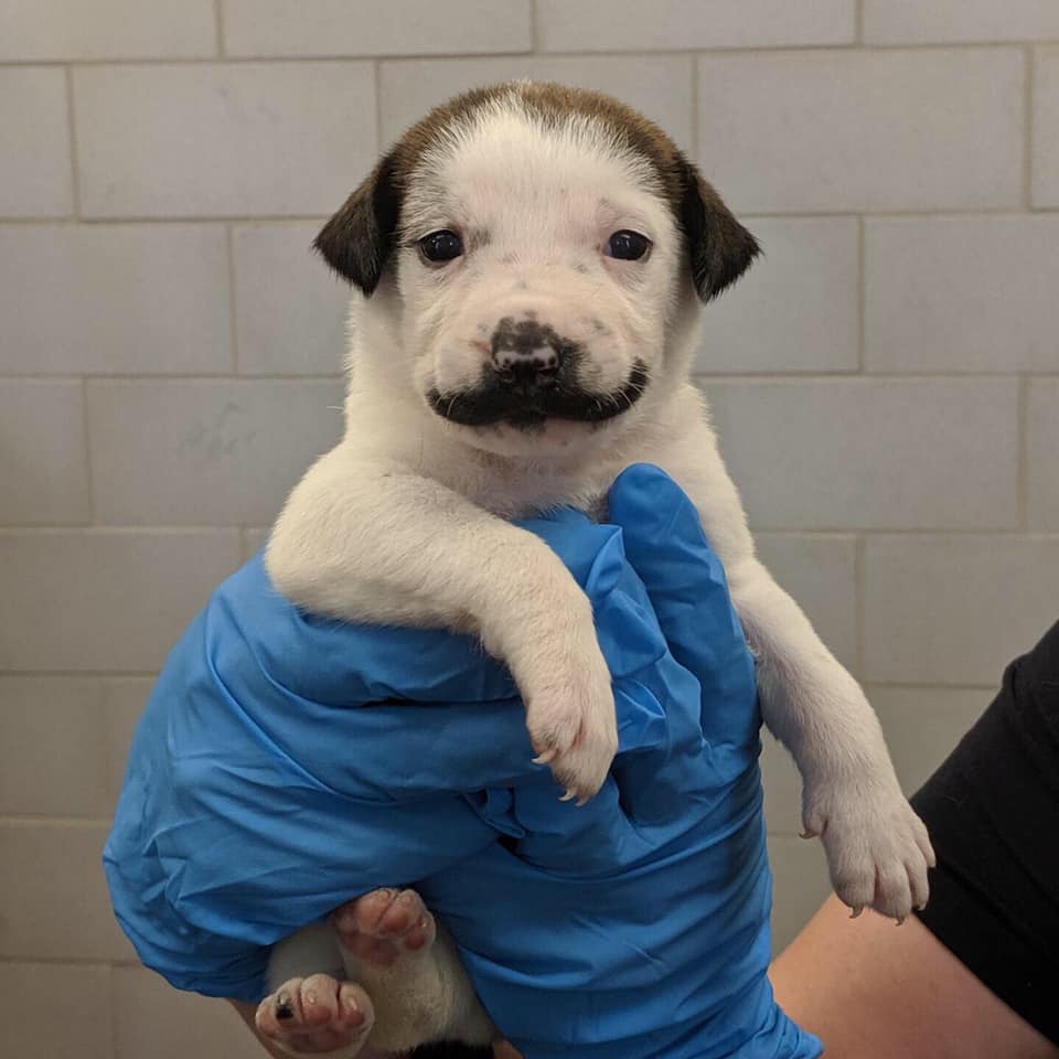 meet salvador dolly the shelter puppy born with the most glorious handlebar mustache 01