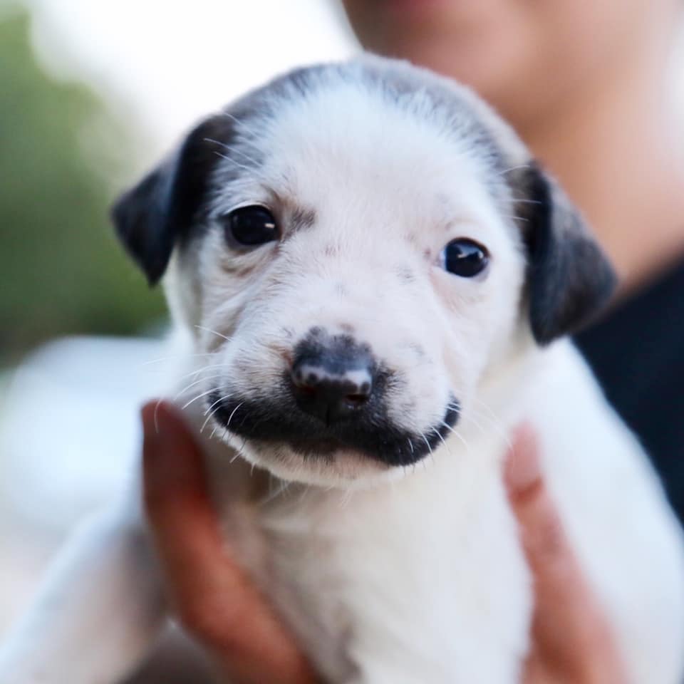 meet salvador dolly the shelter puppy born with the most glorious handlebar mustache 04