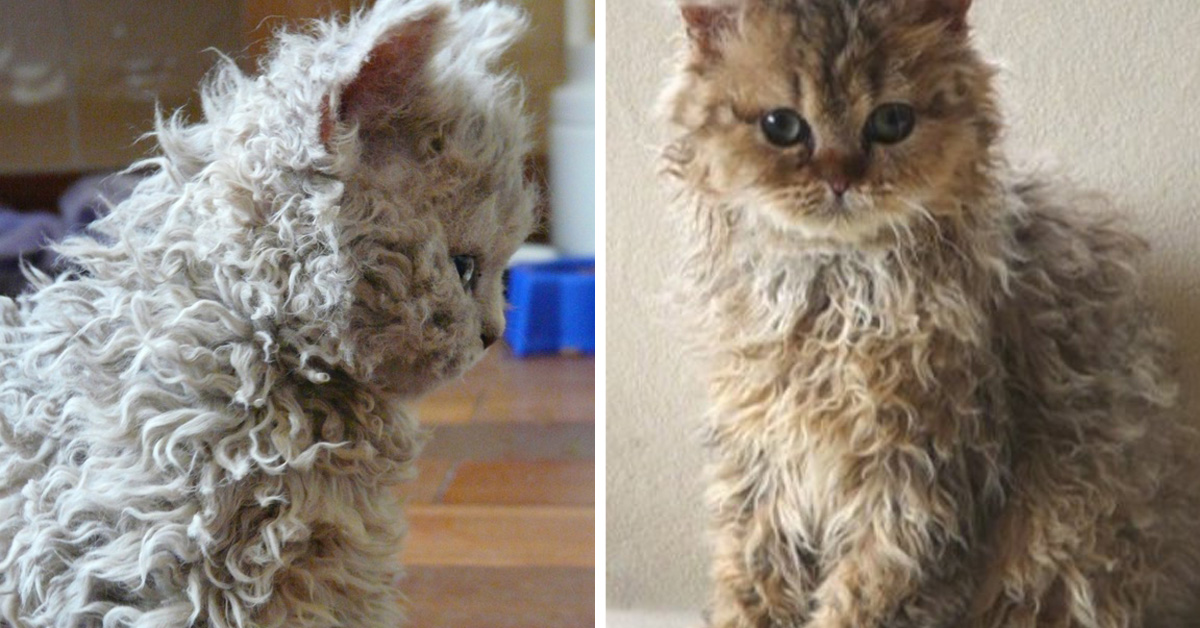 curly haired cats are going viral on instagram and cat lovers cant get enough of them